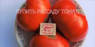 КУПИТЬ РАССАДУ ТОМАТОВ в Ступинском районе