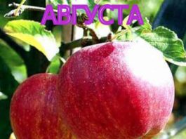 СОРТ ЯБЛОК АВГУСТА - описание, фото