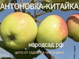 СОРТ ЯБЛОК АНТОНОВКА-КИТАЙКА - описание, фото
