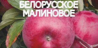 СОРТ ЯБЛОК БЕЛОРУССКОЕ МАЛИНОВОЕ - описание, фото